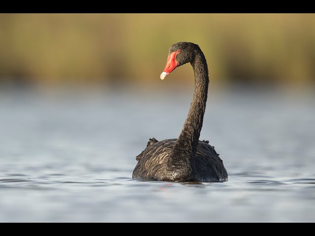 On-Demand Webinar – RIP the Black Swan